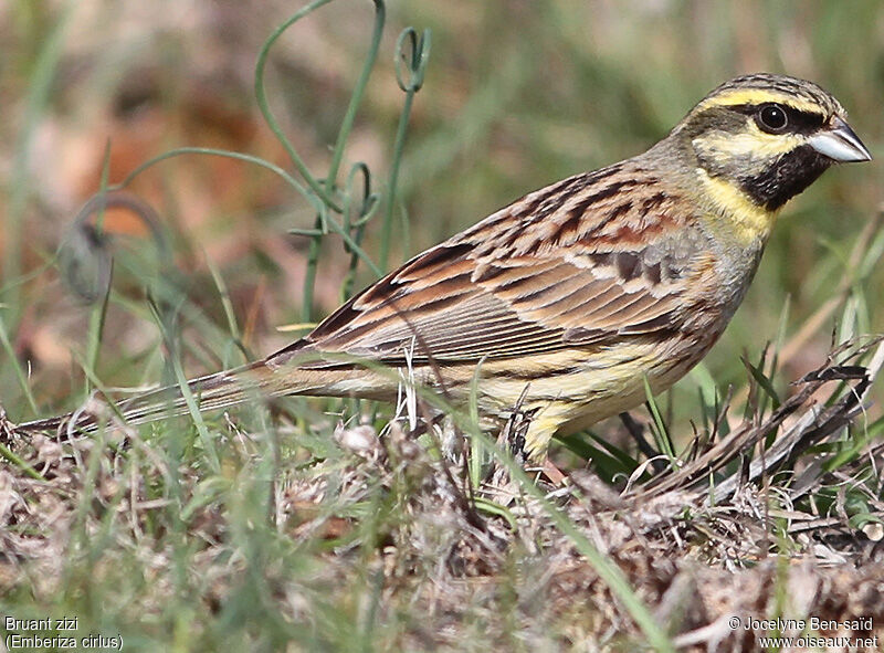 Cirl Bunting male