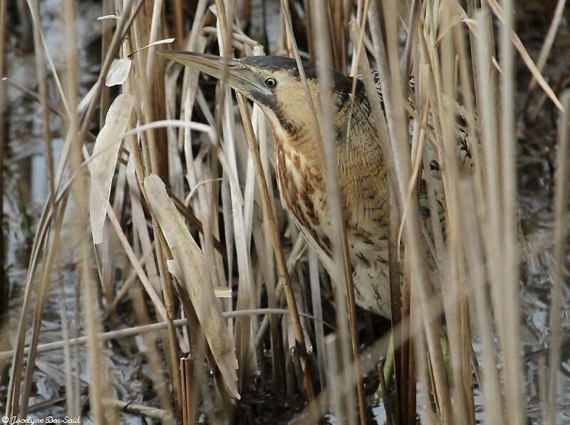 Eurasian Bittern