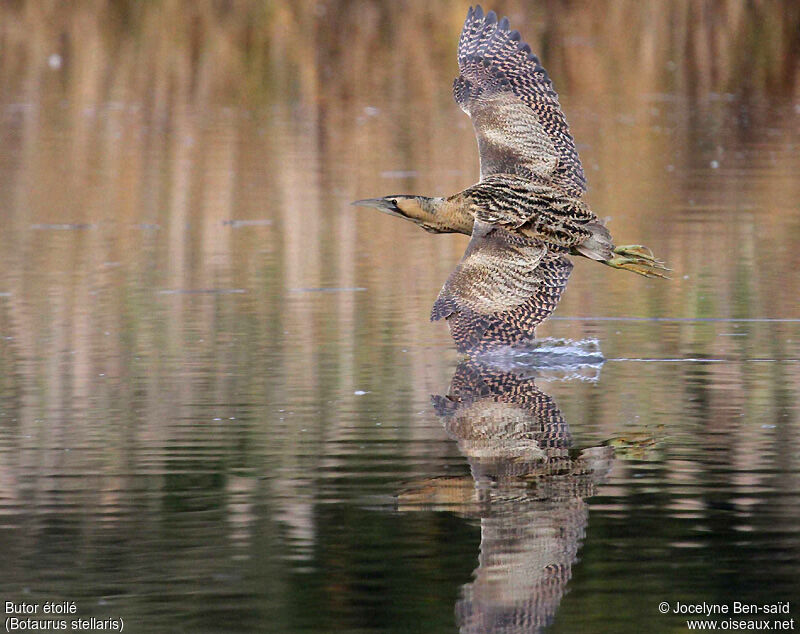 Eurasian Bittern