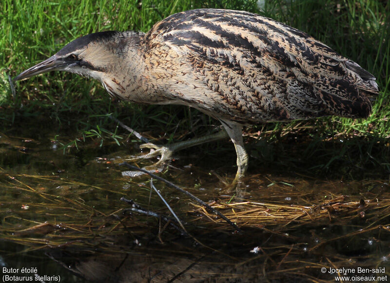 Eurasian Bittern