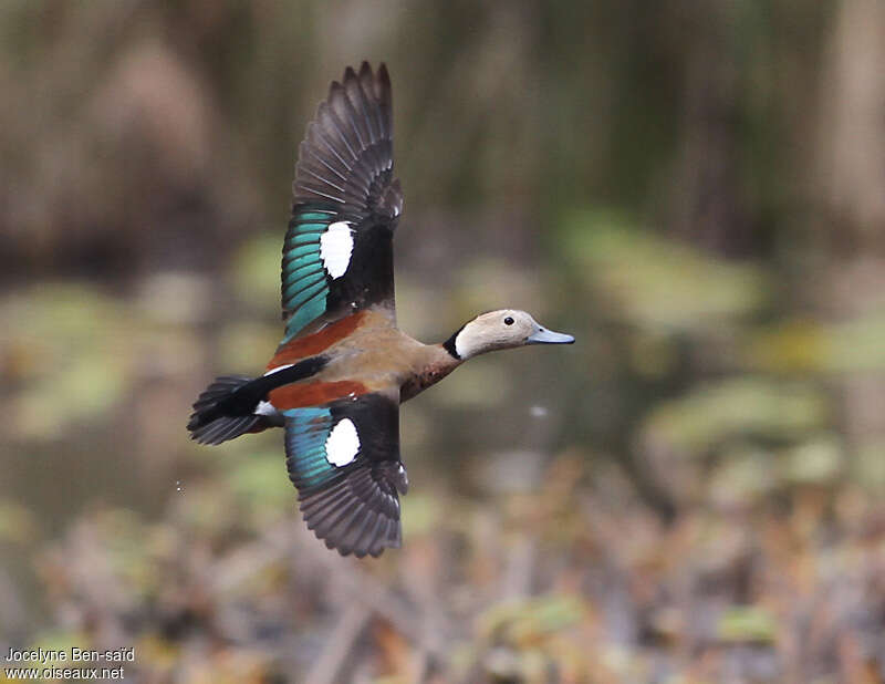 Ringed Teal male adult, pigmentation, Flight