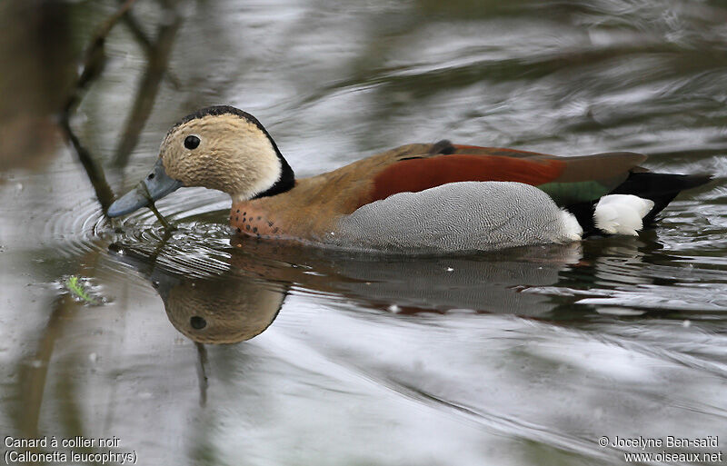 Ringed Teal male