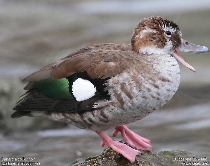 Ringed Teal female