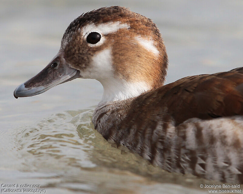 Ringed Teal female