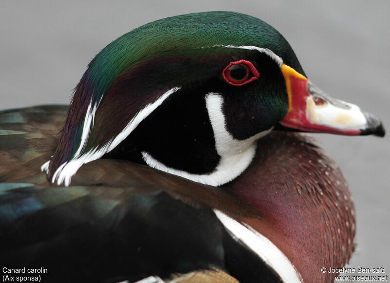 Canard carolin mâle