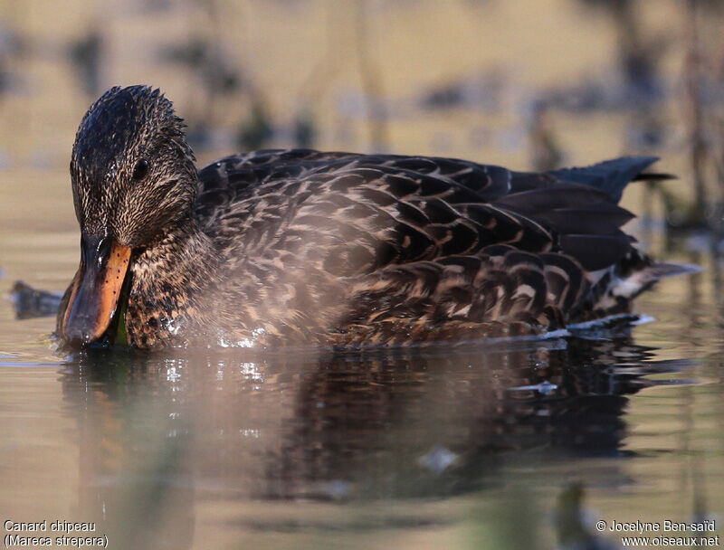 Gadwall