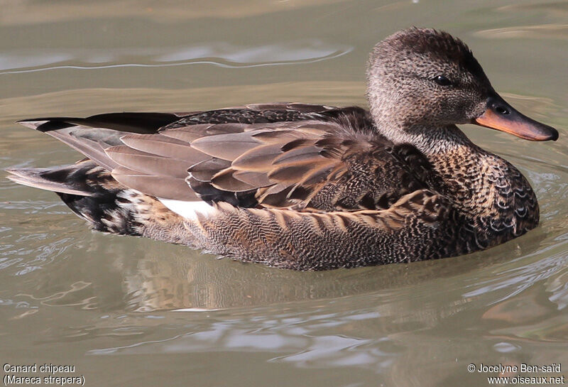 Canard chipeau mâle