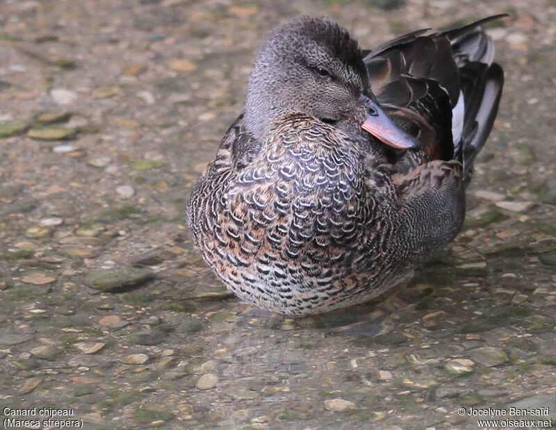 Gadwall male