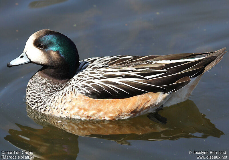 Canard de Chiloé mâle