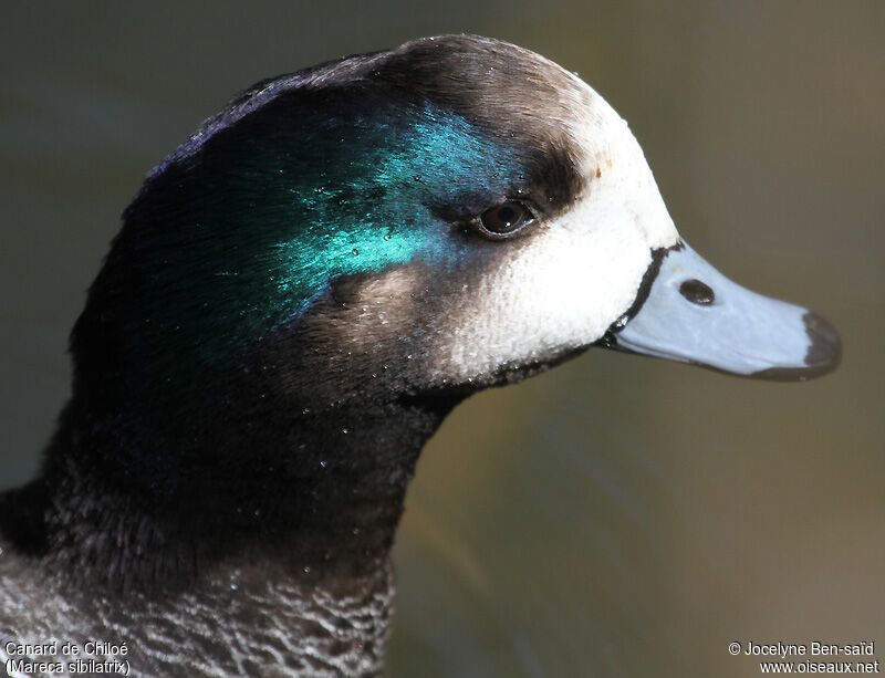 Chiloe Wigeon male