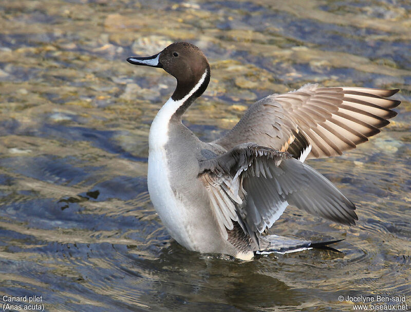 Northern Pintail male