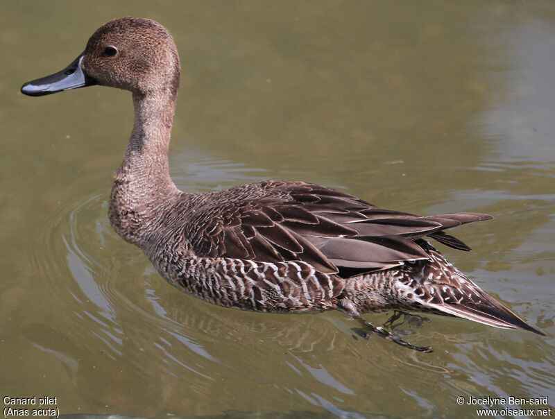 Northern Pintail male First year