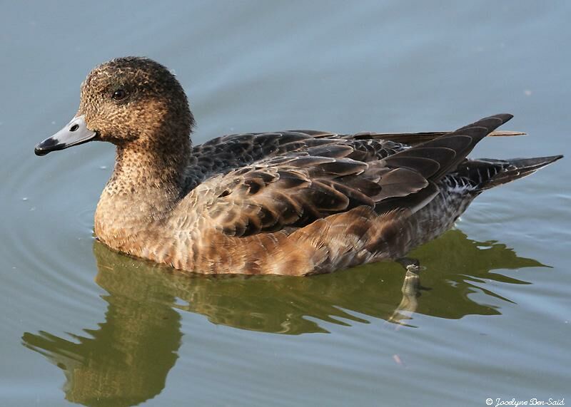 Canard siffleur femelle