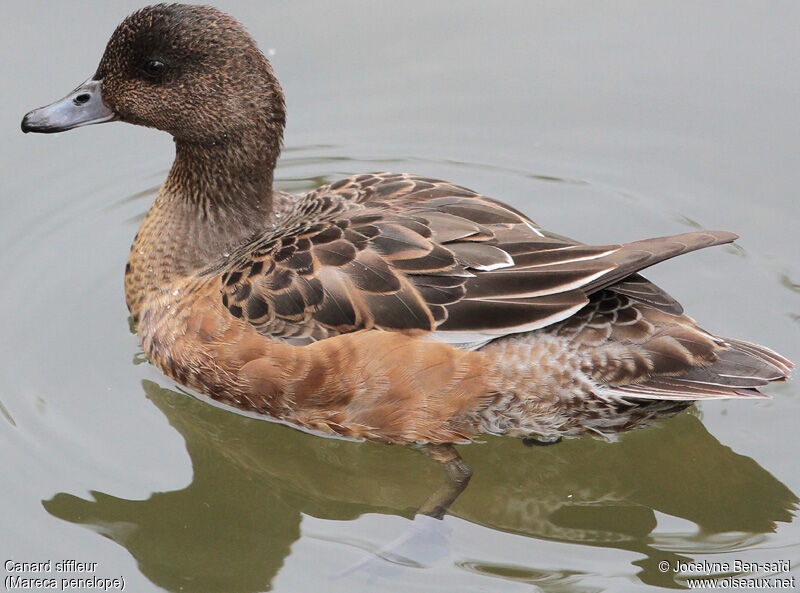 Canard siffleur