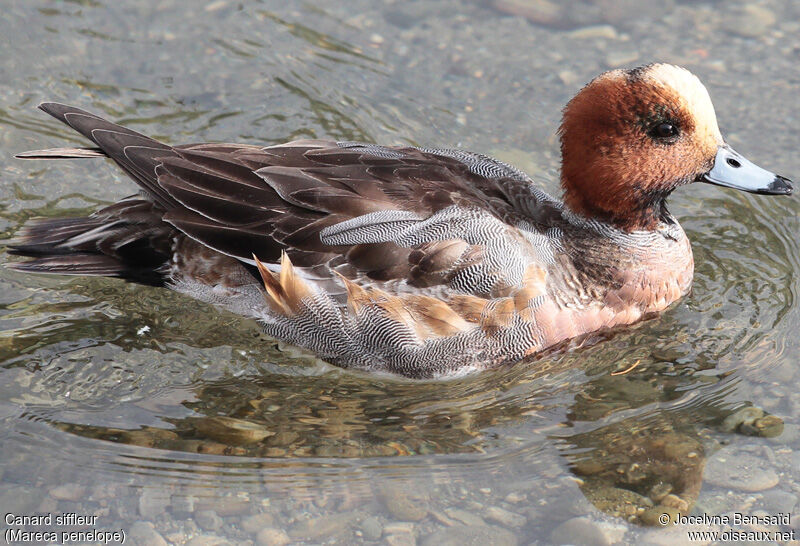 Canard siffleur mâle