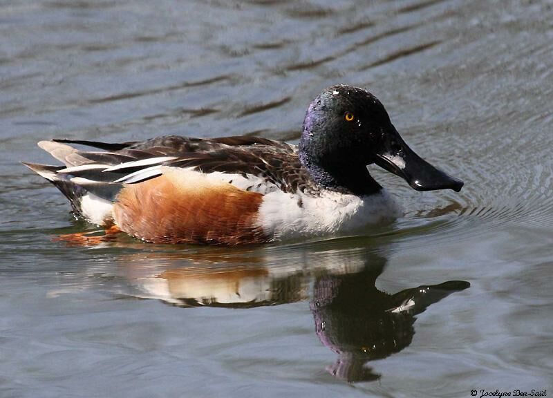 Canard souchet mâle