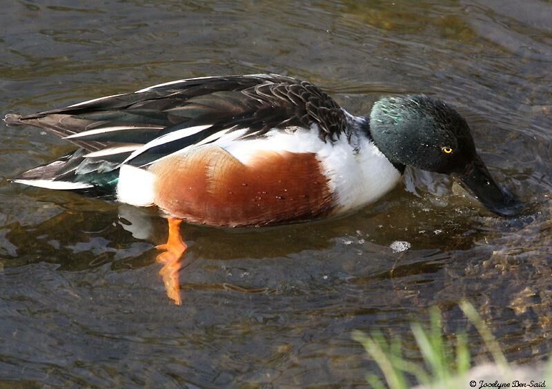 Canard souchet mâle