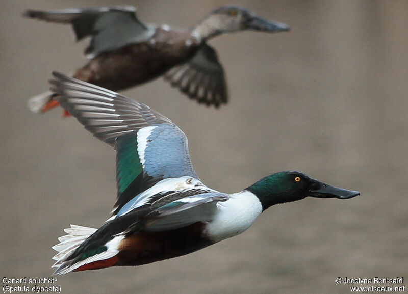 Northern Shoveler male