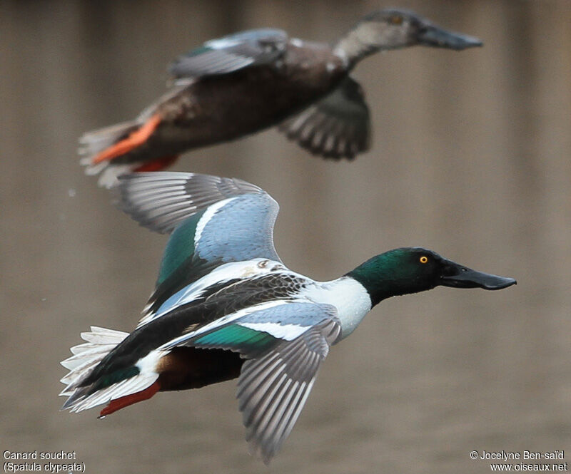 Northern Shoveler male