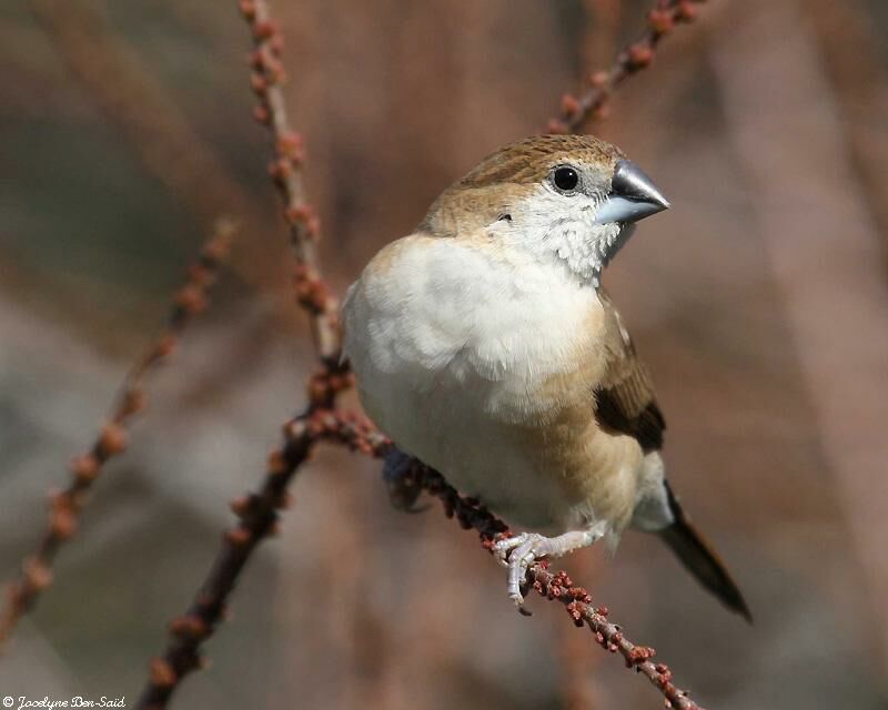 Indian Silverbill