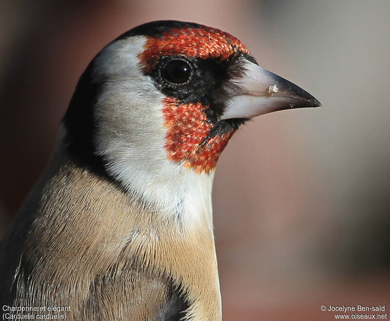 European Goldfinch