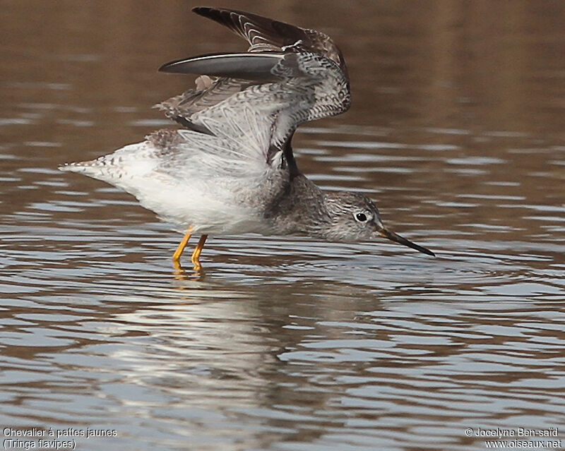 Lesser Yellowlegs