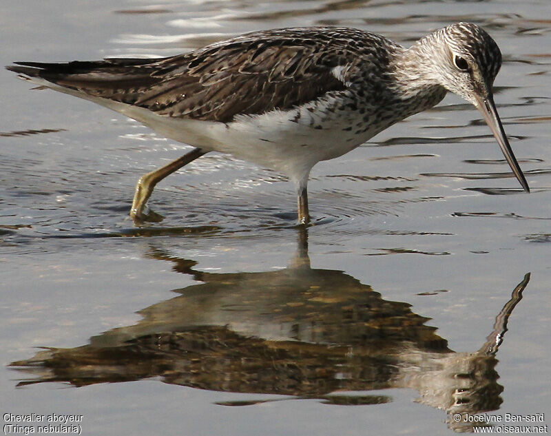 Common Greenshank