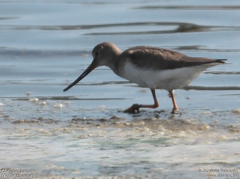 Terek Sandpiper