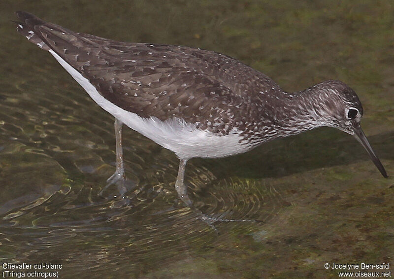 Green Sandpiper