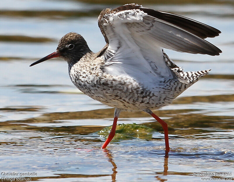 Common Redshank