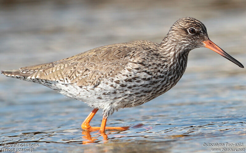 Common Redshank