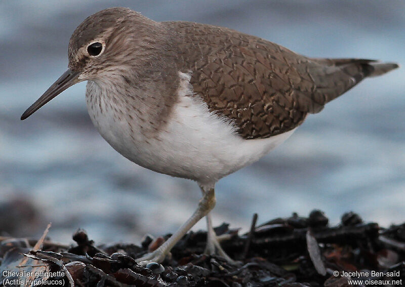 Common Sandpiper