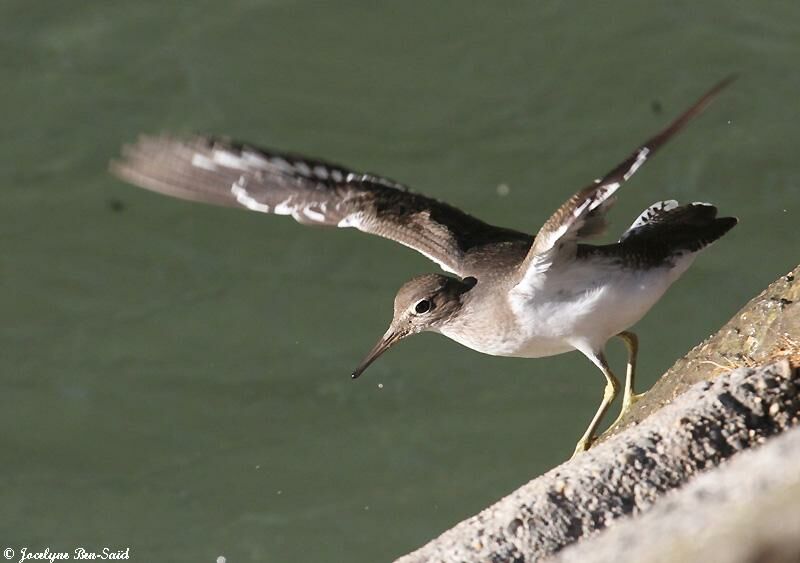 Common Sandpiper