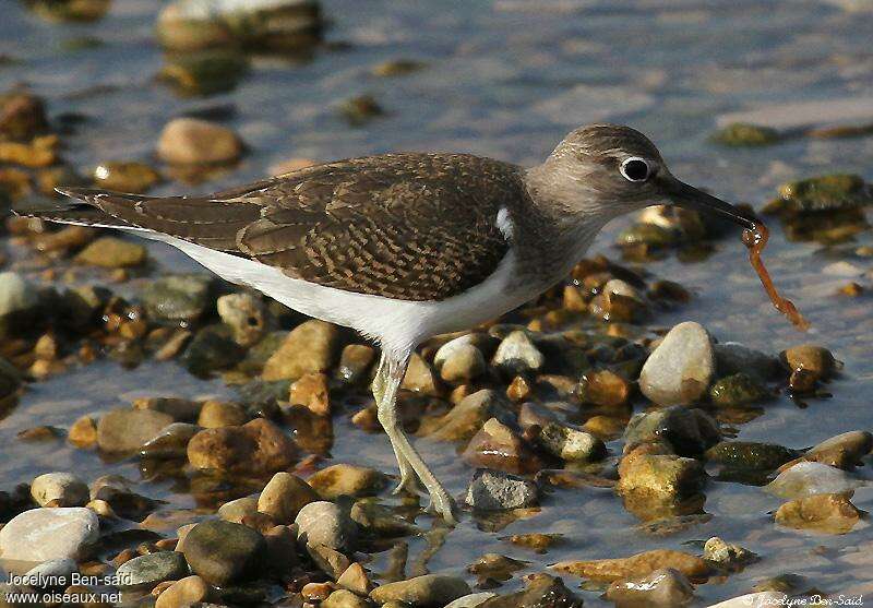 Common Sandpiperjuvenile, feeding habits, fishing/hunting