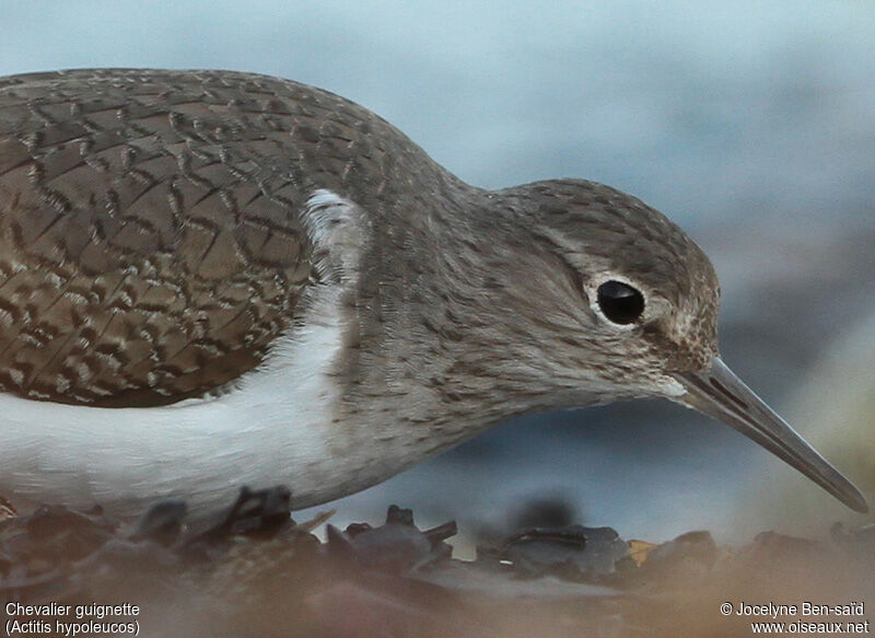 Common Sandpiper