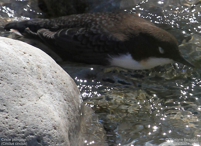 White-throated Dipper