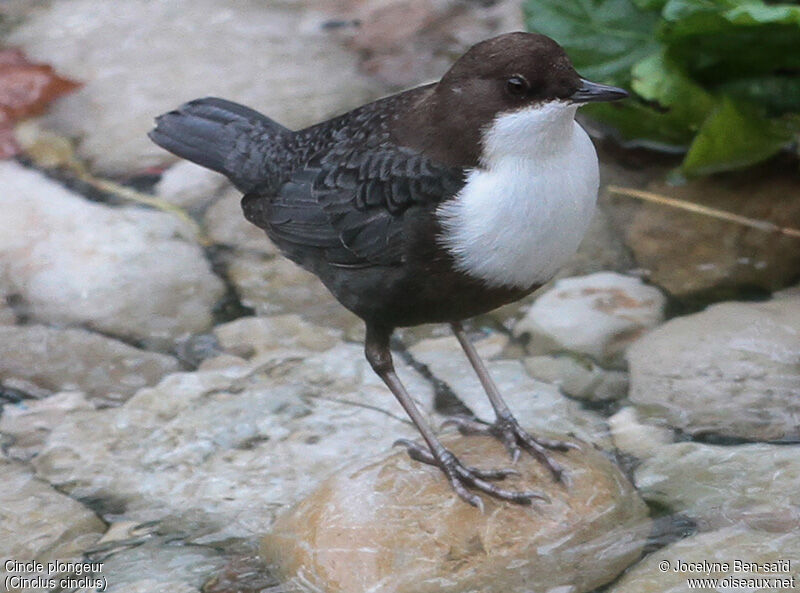 White-throated Dipper