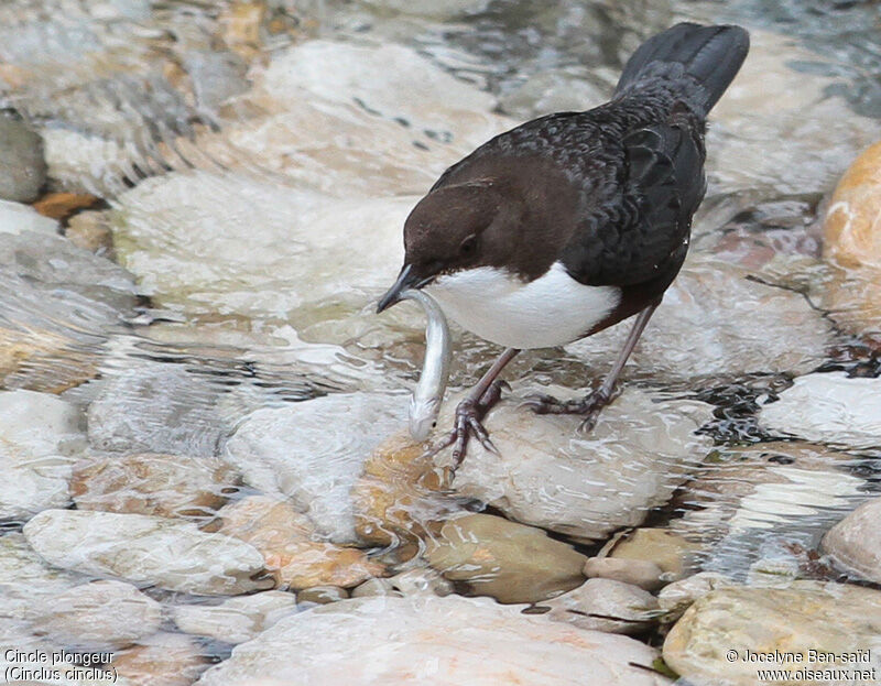 White-throated Dipper