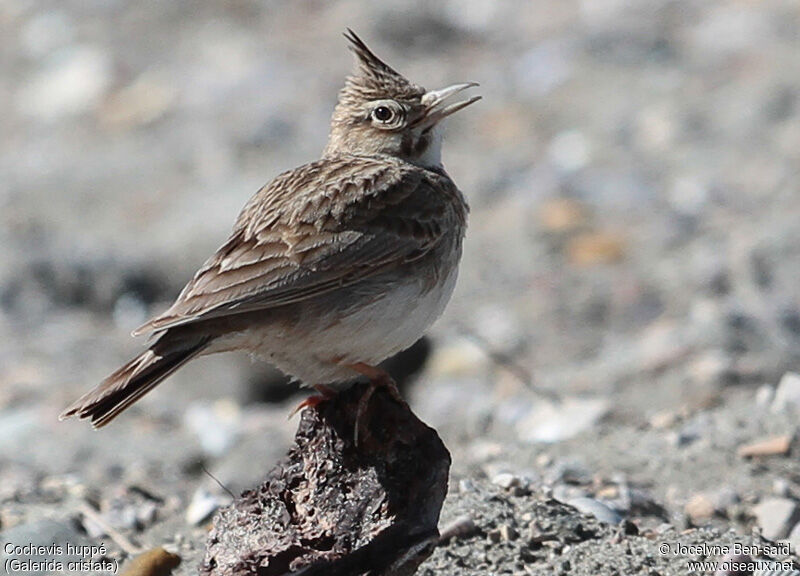 Crested Lark