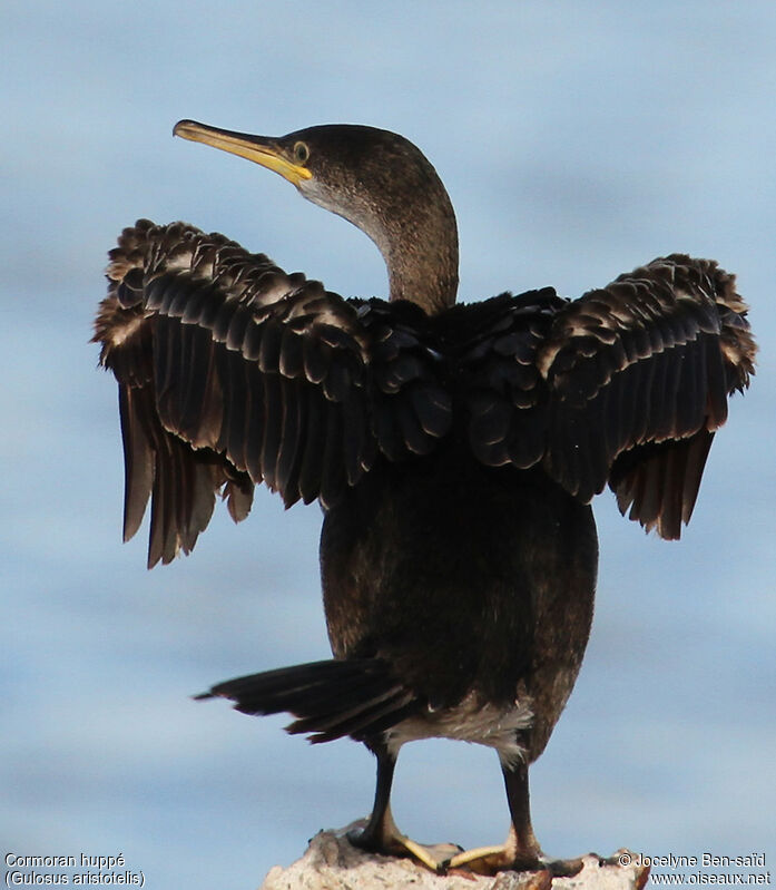 Cormoran huppéimmature