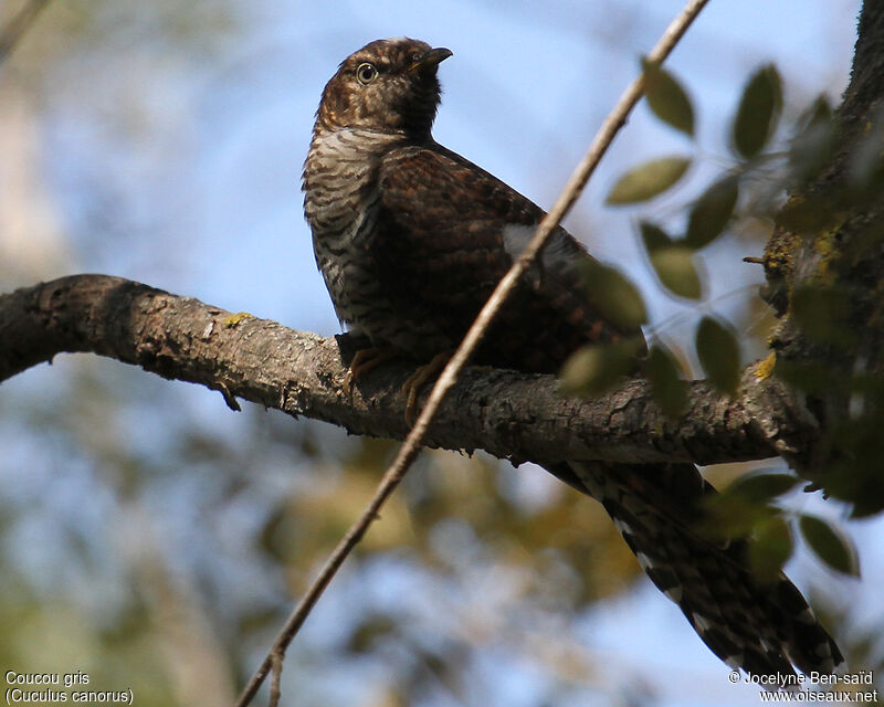 Common CuckooFirst year