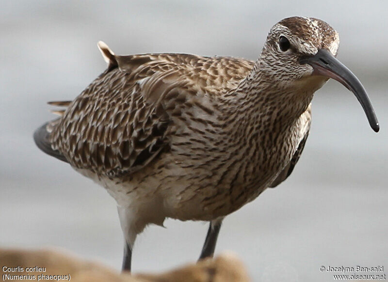 Eurasian Whimbrel