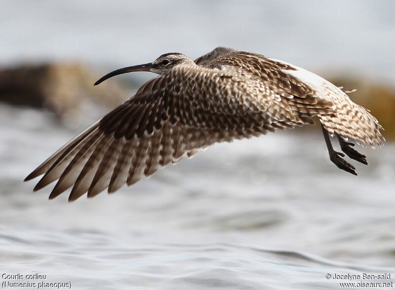 Eurasian Whimbrel