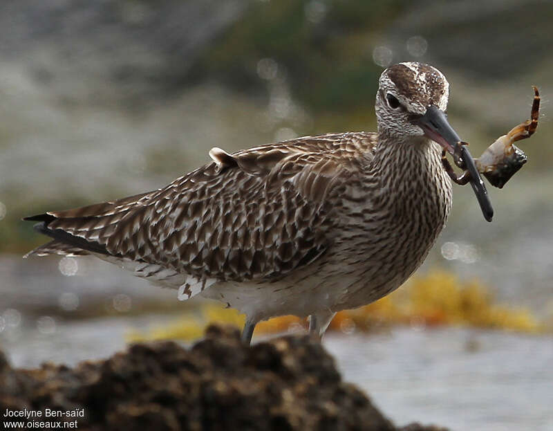 Courlis corlieuadulte, régime, pêche/chasse