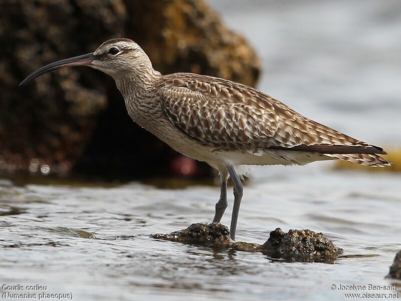 Eurasian Whimbrel