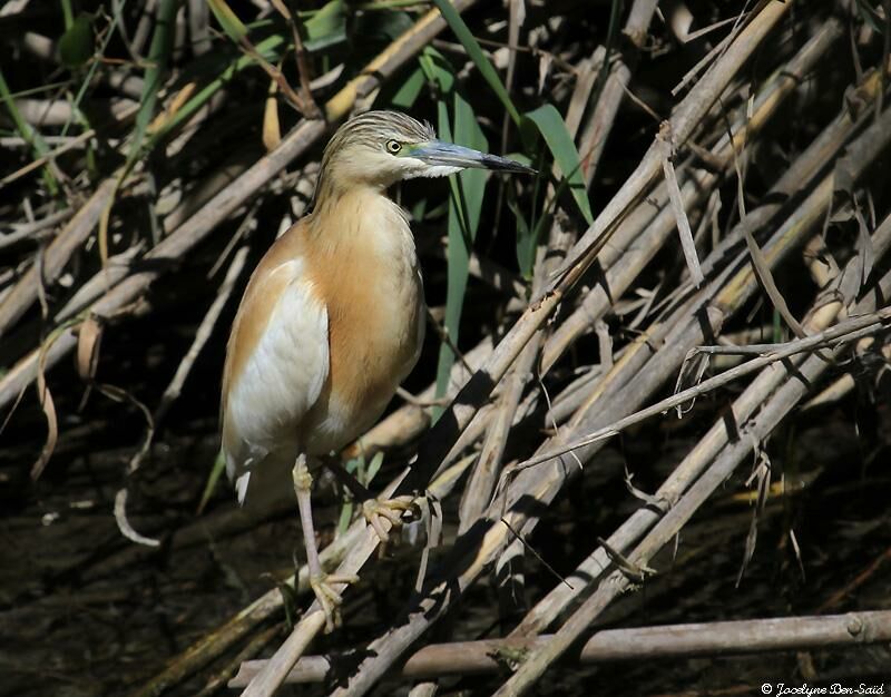 Squacco Heron