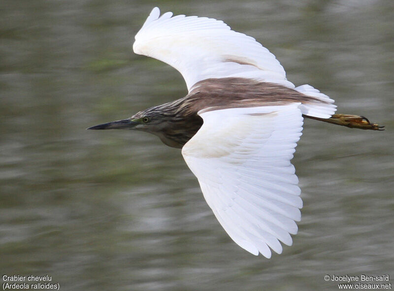 Squacco Heron