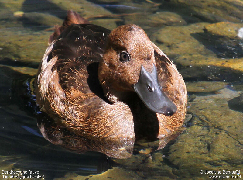 Fulvous Whistling Duck