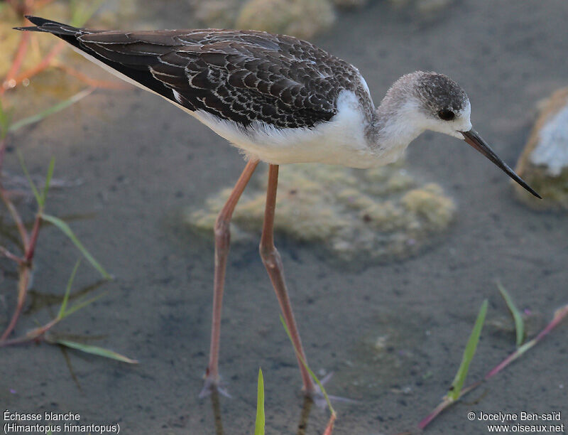 Black-winged StiltFirst year