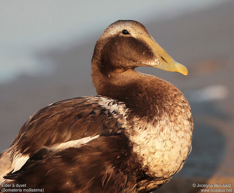 Eider à duvet mâle adulte internuptial